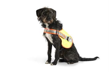 Gilet lumineux chien LED L